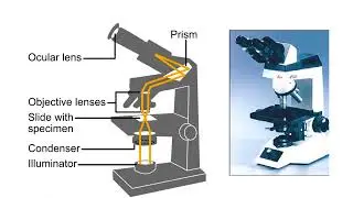 How an electron and  light microscopes work Animation