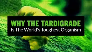 The Tardigrade , the worlds toughest organism