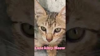 Cute Kitty meowing for food❤️🐈| Cats Sounds Effects #shorts#4kviral #cat #billi