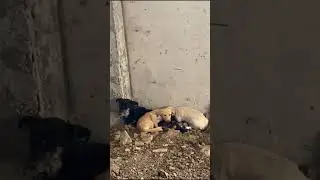 Срочно! Раненая собака со щенками 