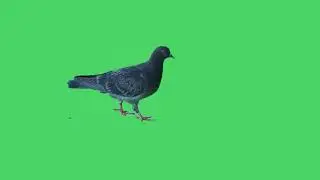 pigeon Green screen free Download No copyright