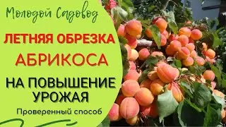 Как обрезать абрикос  | Обрезка абрикоса летом | Обрезка абрикоса летом после плодоношения