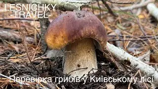 Перевірка грибів у Київському лісі