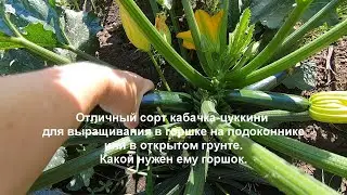 Отличный сорт кабачка-цуккини для выращивания в горшке на окне и в грунте. Какой нужен горшок.