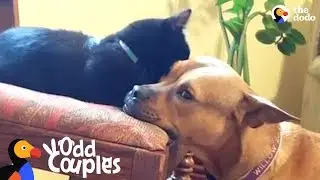 Kitten Becomes The Leader Of Her Dog Pack | The Dodo Odd Couples