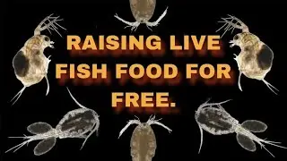 2 Year Update: My Outdoor Live Fish Food Tubs: Daphnia & Cyclopse Cultures. Simple, Easy & Healthy!