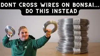 Don't Cross Wires on Bonsai: Do This Instead and Plan Ahead!!!