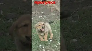 Русская гончая ЩЕНОК!!!!