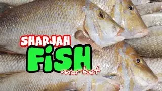 Inside the Largest Fish market in Sharjah - Souq Al Jubail - Full Video