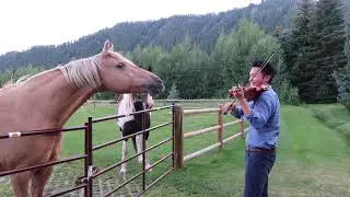 Horses like violin playing