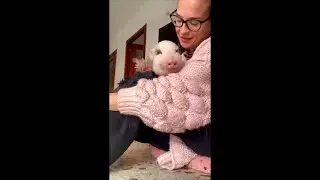 Piggy Loves Getting Kissed as Lady Holds It Then It Leans Against Her