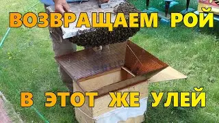 Возвращаем рой в этот же улей.