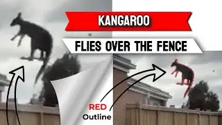 How to Add RED Outline to Photo of Kangaroo Flying over the Fence in Australia