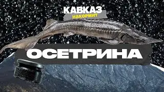 Кавказ накормит. Осетрина