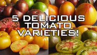 BEST TOMATOES OF THE SEASON! 5 DELICIOUS VARIETIES