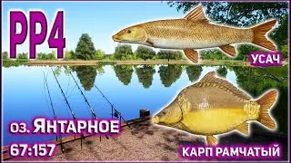 КАРП РАМЧАТЫЙ НА ЯНТАРНОМ РР4 / УСАЧ НА ЯНТАРНОМ РР4 / RF4 AMBER LAKE FRAME SIDED CARP AND BARBEL