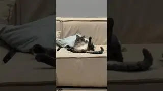 Умеет красиво отдыхать 😹 