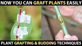 Grafting and Budding Techniques - Easy Plant Grafting Methods