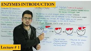 Chapter Enzymes | Enzyme introduction, Metabolism, and Properties of enzymes |