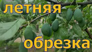 СРОЧНО! Сделайте это со сливой летом! ПРАВИЛА летней обрезки сливы. Трёхлетка