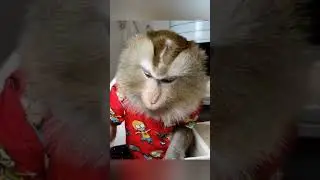Обезьяны затейницы