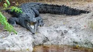 'Virgin birth' recorded in crocodile for 1st time ever