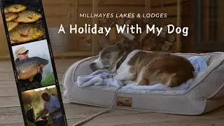 ** WHAT A SPECIAL LAKE ** Millhayes BIG CARP - A Fishing Holiday