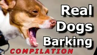 Epic Dog Barking Compilation: See How Your Dogs REACTS and Can't Resist!