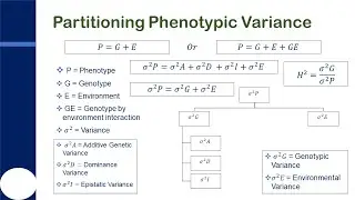 Partitioning Phenotypic Variance of Quantitative Traits into Genetic and Environmental Components