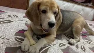 Leo never felt dicey about his choices | Leo The Beagle