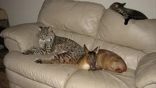 A man saved a lynx and a fawn from the fire, and now they live at his house, it must be seen