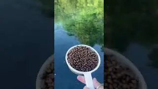 Feeding a Pond Full of Fish || ViralHog