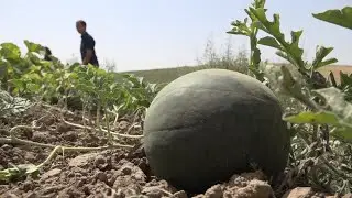 Полезихо дар заминхои лалми