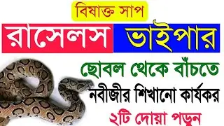 রাসেলস ভাইপার ছোবল থেকে বাঁচতে এ দোয়া পড়ুন।Russels viper e-news|Rasel viper theke bachar doa