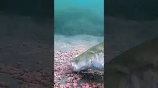 Catfish eating our bait.
