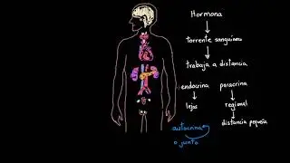 Introducción al sistema endocrino | Khan Academy en Español