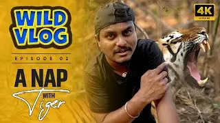 Napping with a Wild Tiger: A Close Encounter in Tadoba | Wild Vlog | Epi 2 | Jungle Boy Safari