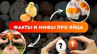 ЯЙЦА - ЛУЧШИЙ ИСТОЧНИК БЕЛКА | Интересные факты и мифы