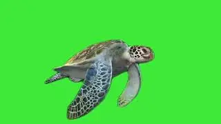 Turtle swimming green screen video , free green screen