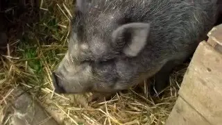 Несколько часов перед опоросом,вьетнамской свиноматки.A few hours before farrowing, sows Vietnam.