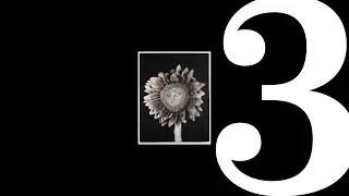 Photo 3's :: Botanical Interpretations