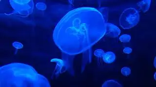 ШУМ МОРЯ. РАССЛАБЛЯЮЩИЕ ЗВУКИ МОРЯ. ПЕСНЯ МОРЯ. ❤️