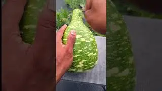 Speckled Swan gourd 🦢 " Let's take a look inside" #beauty #amazing #viral