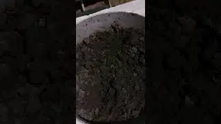 Как выростить лимон 2 часть
