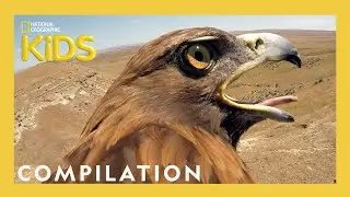 Animals Up Close 📸 | Nat Geo Kids Compilation | Ready, Set, Zoom! | @natgeokids