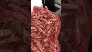 جراد تسالي بدل المكسرات... المهم حلال