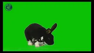 Rabbit Green Screen | Green Screen Rabbit | best green screen effects for video editing