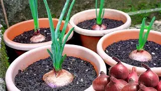 Unexpected Onion Regrowth Journey with a Disappointing Twist