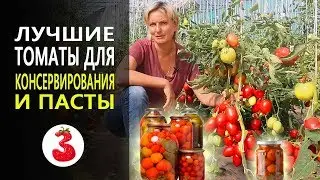 ЛУЧШИЕ ТОМАТЫ для консервирования и пасты, томат Гаспачо и Детская Сладость.