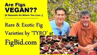 Are Figs Vegan? | 4 Classifications | Rare & Exotic Fig Varieties For Sale by ‘TYRO’ @ FigBid.com